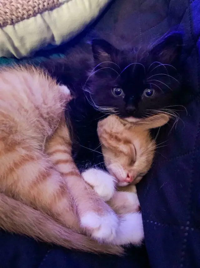 Одна кошка — хорошо, а две — лучше: умилительные фото пушистых компаний