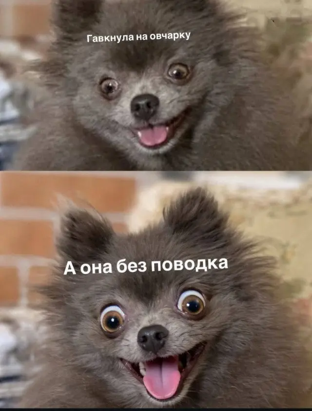 Абсурдный юмор: шутки, которые живут сами по себе