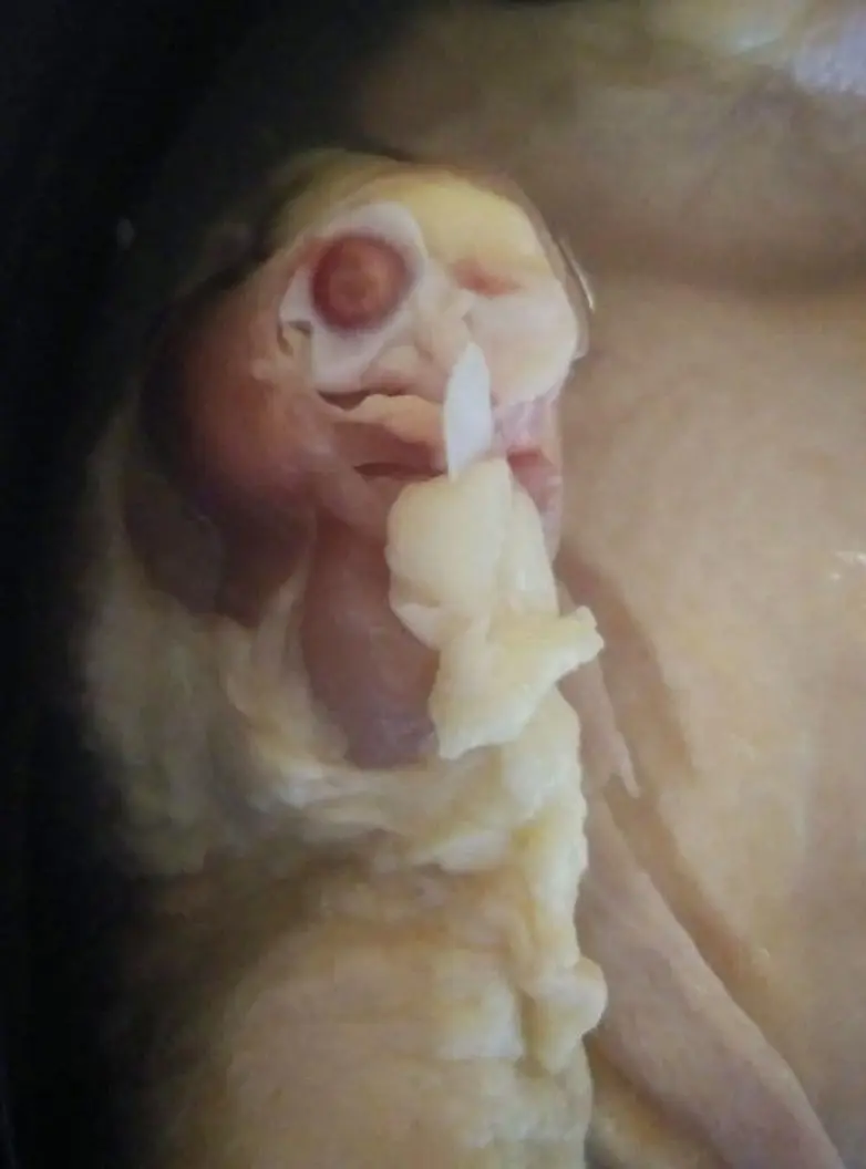 Ожившие предметы: когда обычные вещи смотрят на вас