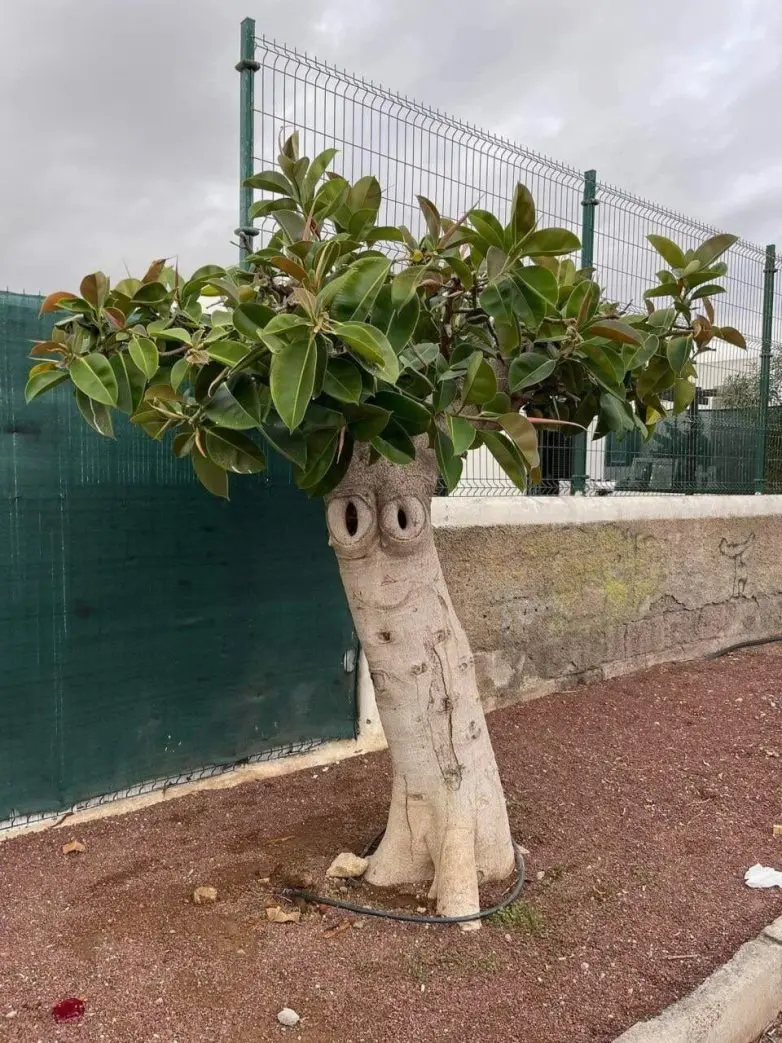 Ожившие предметы: когда обычные вещи смотрят на вас