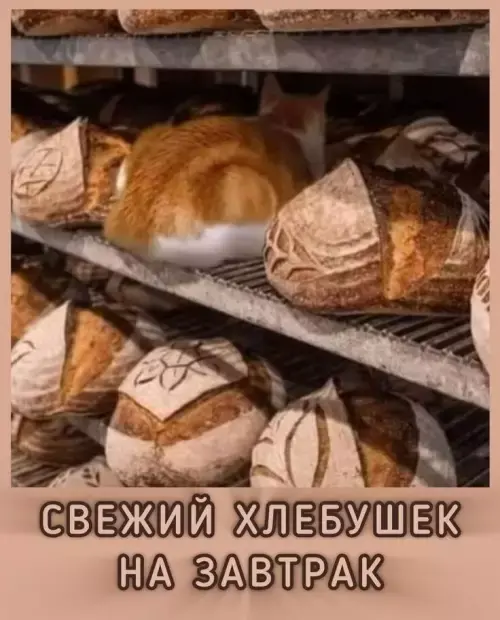 Лучшая подборка смешных картинок и мемов для ваших выходных