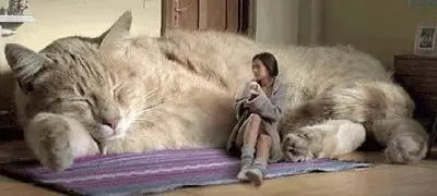 Свежая порция юмора: от Трампа до бытовых приколов