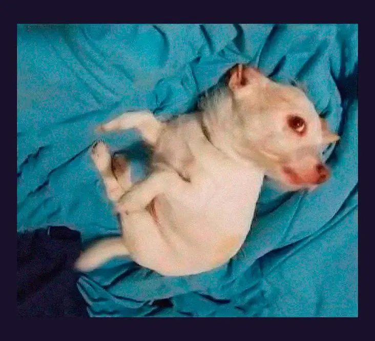 Собака или мутант? Фото, которое вводит в ступор