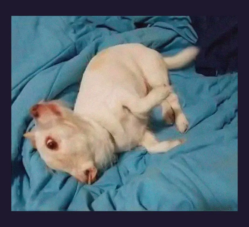 Собака или мутант? Фото, которое вводит в ступор