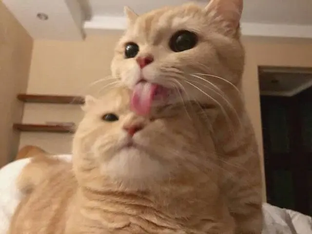 Когда у кошки «глючит» программа: забавные позы перед перезагрузкой