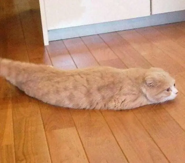 Когда у кошки «глючит» программа: забавные позы перед перезагрузкой