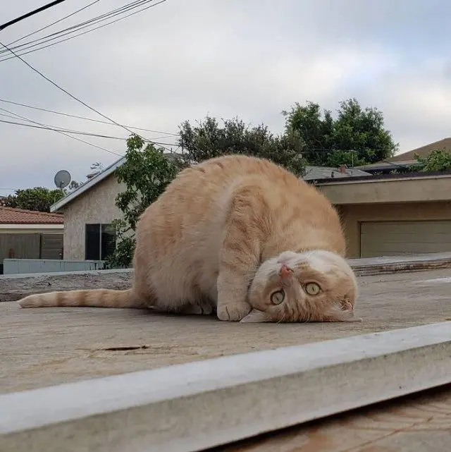 Когда у кошки «глючит» программа: забавные позы перед перезагрузкой