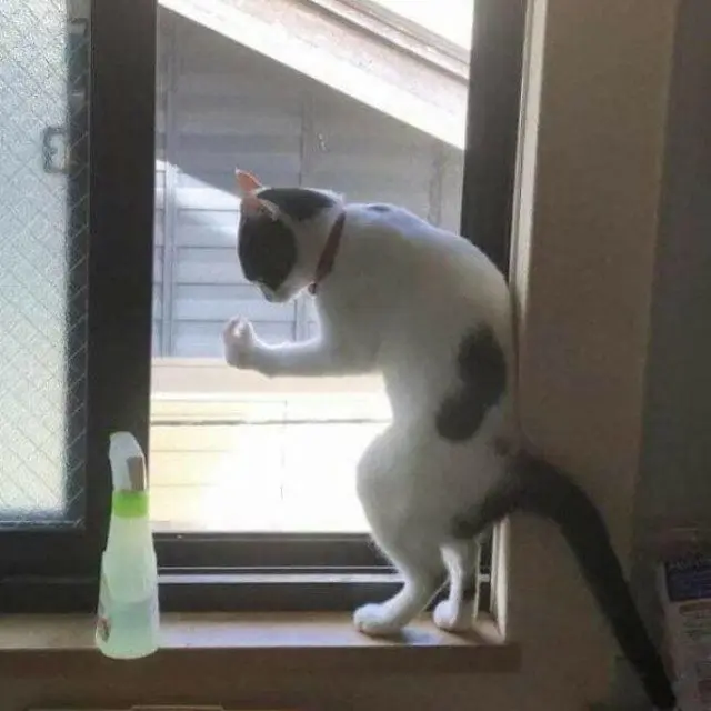 Когда у кошки «глючит» программа: забавные позы перед перезагрузкой