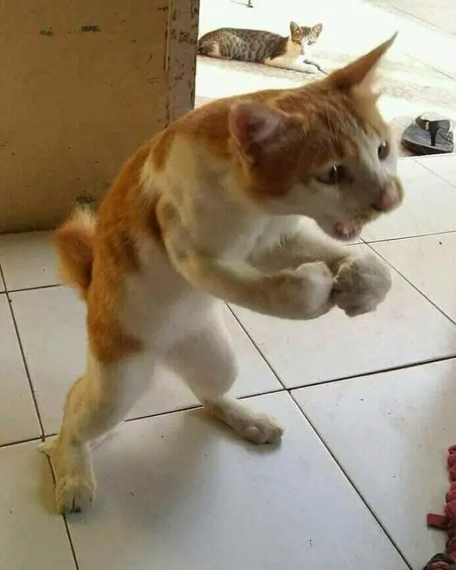 Когда у кошки «глючит» программа: забавные позы перед перезагрузкой