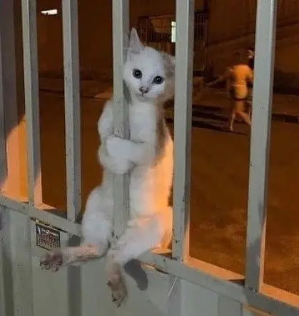 Когда у кошки «глючит» программа: забавные позы перед перезагрузкой