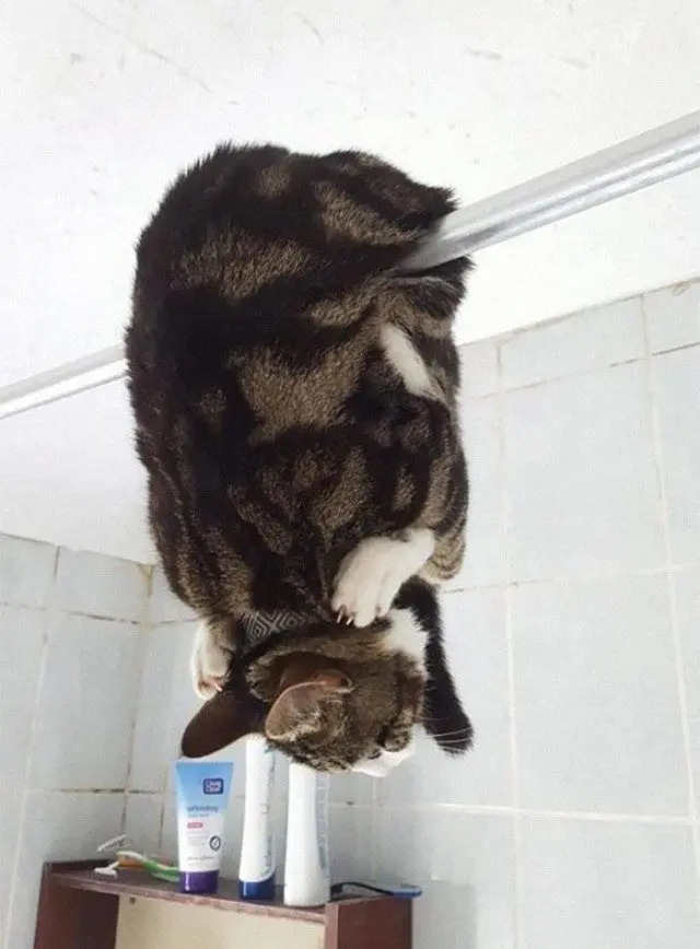 Когда у кошки «глючит» программа: забавные позы перед перезагрузкой