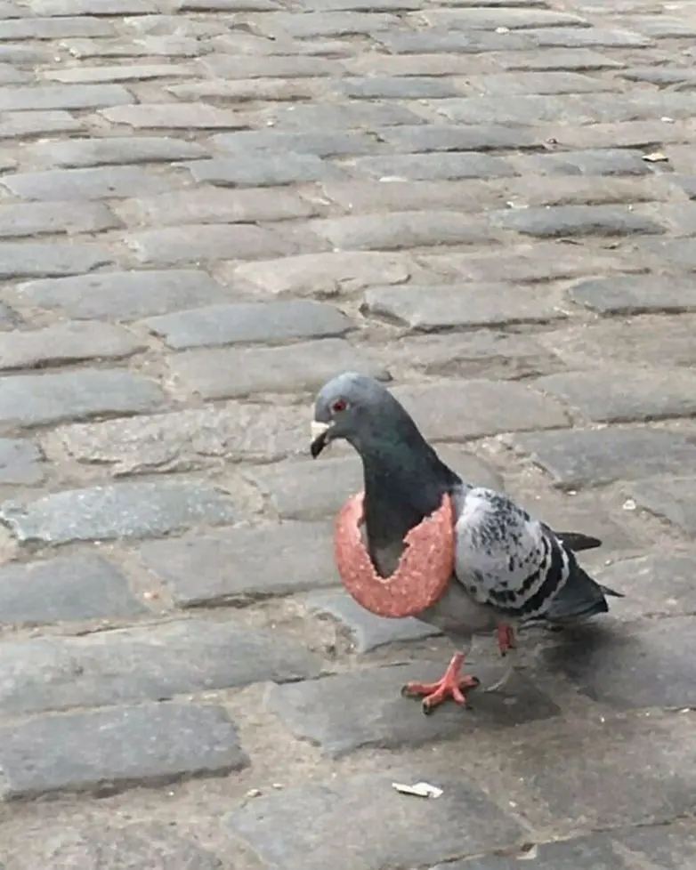 Брюссельский сюр: город, где странное — это норма