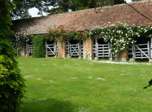 Розы и ирисы в саду