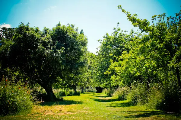 Очарование роз