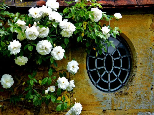 Живописные насаждения