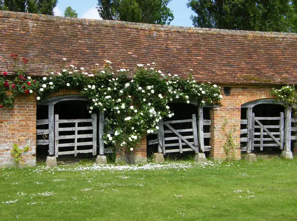 Огород с лилиями