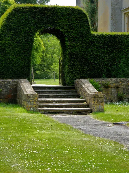 Ирисы в цвету