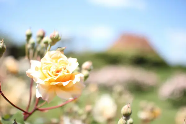 Красота английского сада