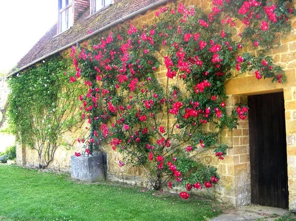 Вдохновение для садоводов