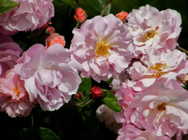 Природные цветники