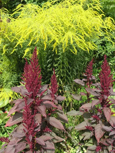 Сезонное цветение