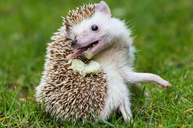 Почему ежи жуют сигареты и впадают в безумие: научное объяснение