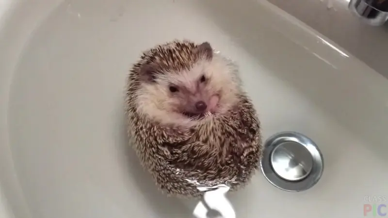 Почему ежи жуют сигареты и впадают в безумие: научное объяснение