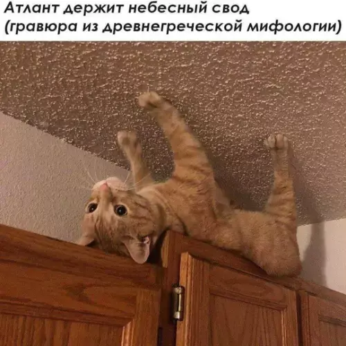Зарядка позитивом: мемы и картинки против понедельничной хандры