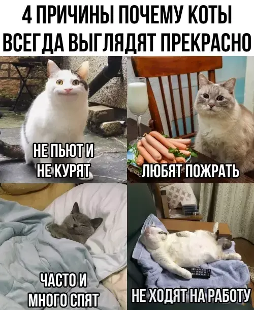 Зарядка позитивом: мемы и картинки против понедельничной хандры