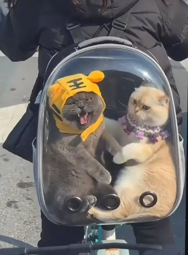 Смешные картинки для отличного начала недели