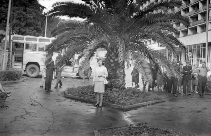 Пальма у гостиницы Ленинград