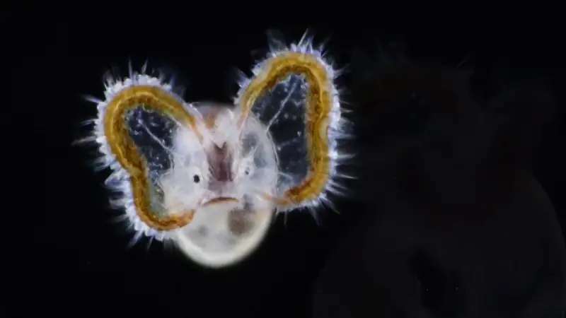 Личинка велигер