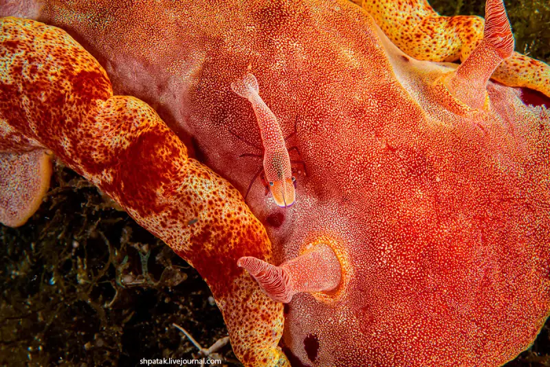 Императорские креветки на спине танцора