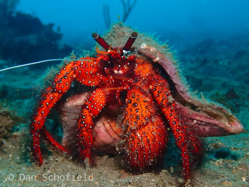 Рак-отшельник рядом с танцором