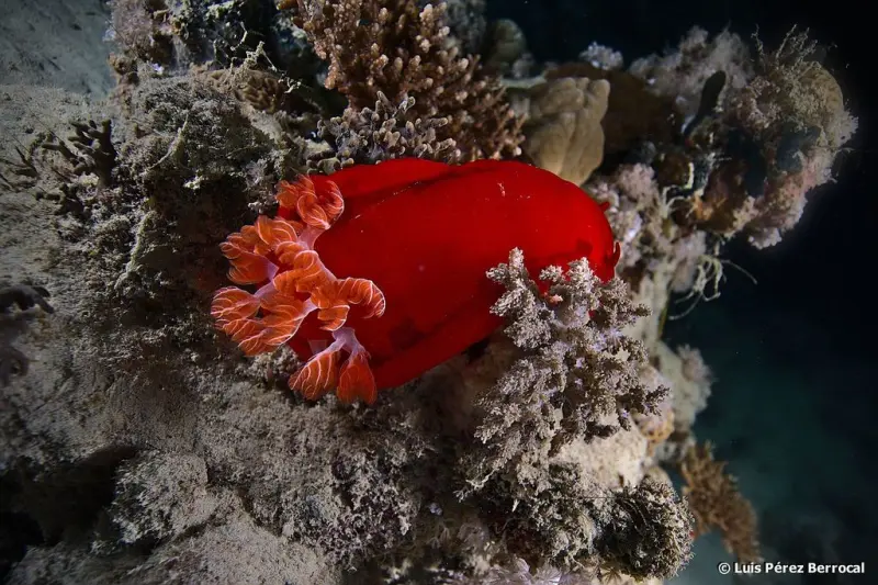 Испанский танцор питается губкой