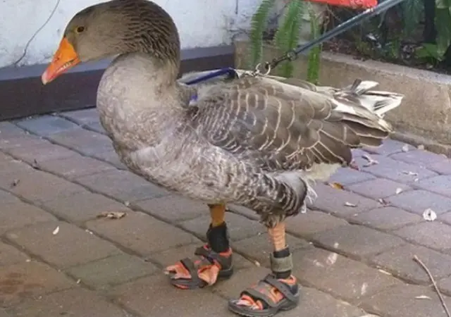 «Обутый и важный»: в Москве заметили гуся, который вышел на прогулку в ботинках