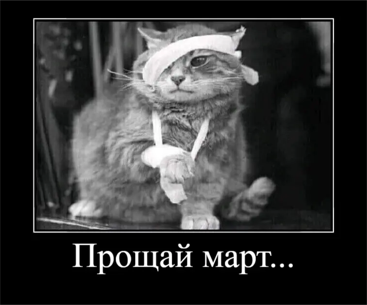 Кошачий позитив: подборка фотографий, которые поднимут настроение