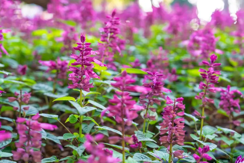 Опасный шалфей: какое растение на участке может привести дачника в тюрьму