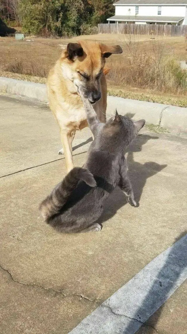 Вечерняя подборка забавных картинок