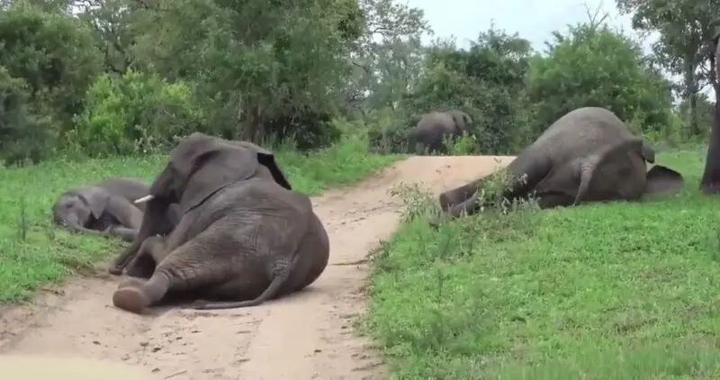 Хоботом за добавкой: как слоны напиваются в стельку фруктовым «пивом» и устраивают вечеринку