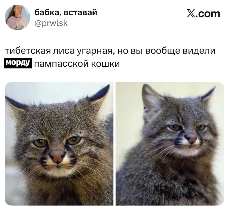 Лучшие шутки дня из X (Twitter)