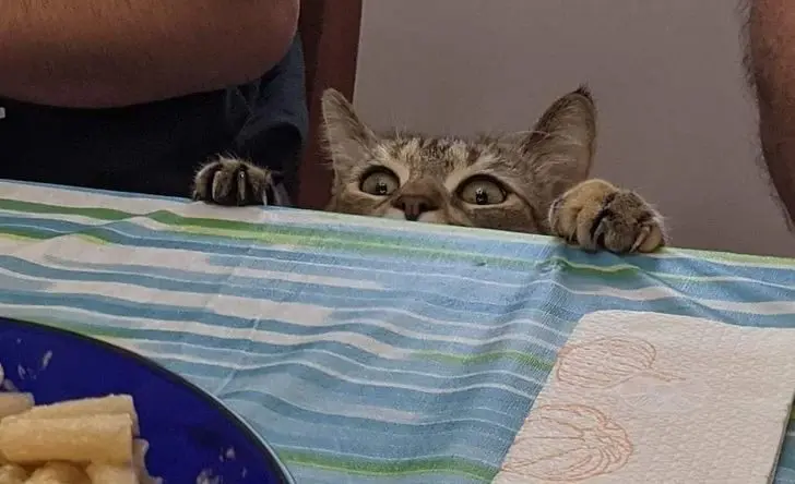 Питомцы, которые не знают границ