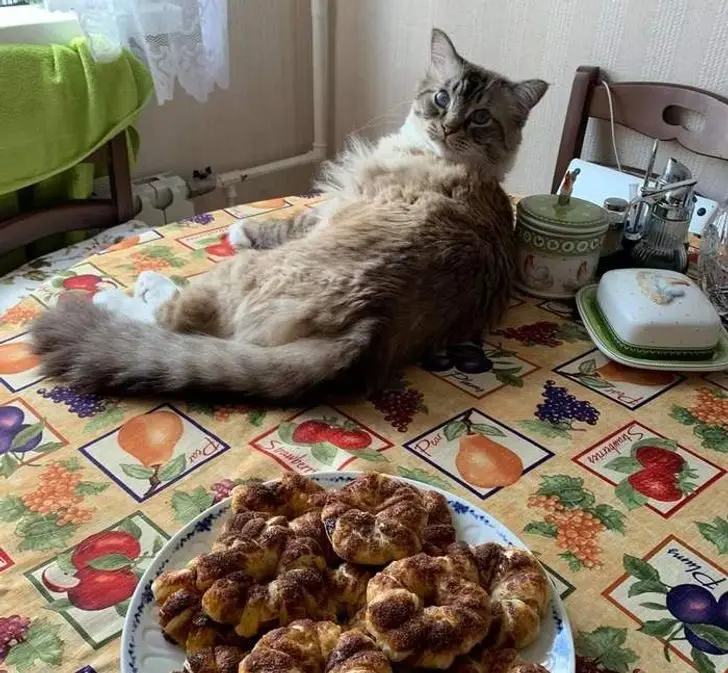 Питомцы, которые не знают границ