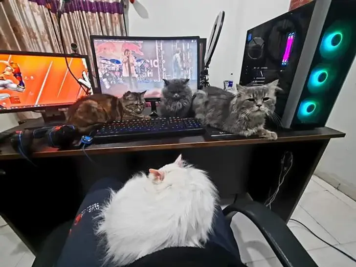 Питомцы, которые не знают границ