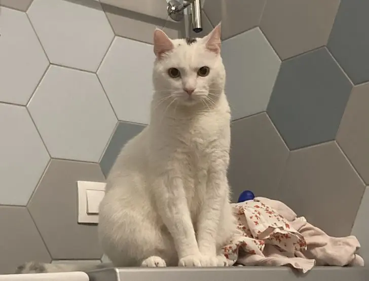 Питомцы, которые не знают границ