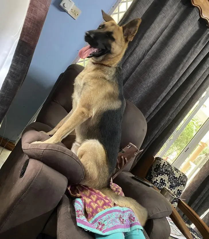 Питомцы, которые не знают границ