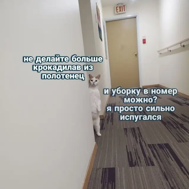 Свежая порция юмора: приколы, чтобы пережить середину недели