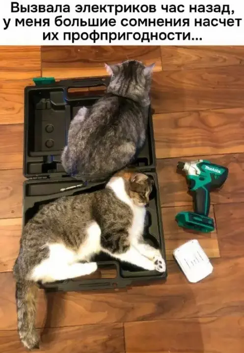 Свежая порция юмора: приколы, чтобы пережить середину недели