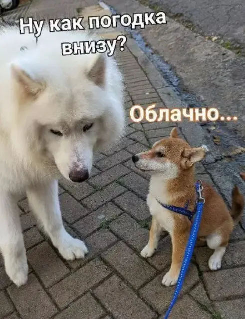 Свежая порция юмора: приколы, чтобы пережить середину недели