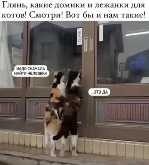 Свежая порция юмора: приколы, чтобы пережить середину недели